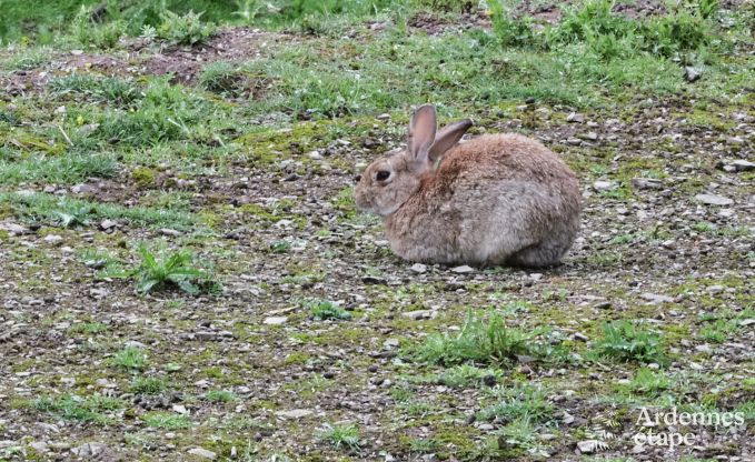 Maison de vacances romantique avec wellness pr�s de Durbuy