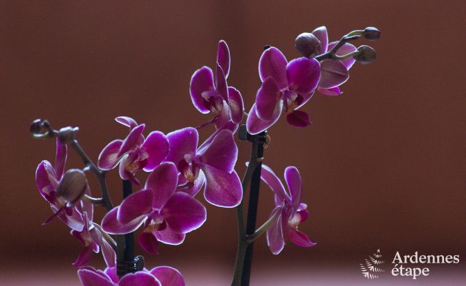 Villa de Luxe � Durbuy pour 15 personnes en Ardenne