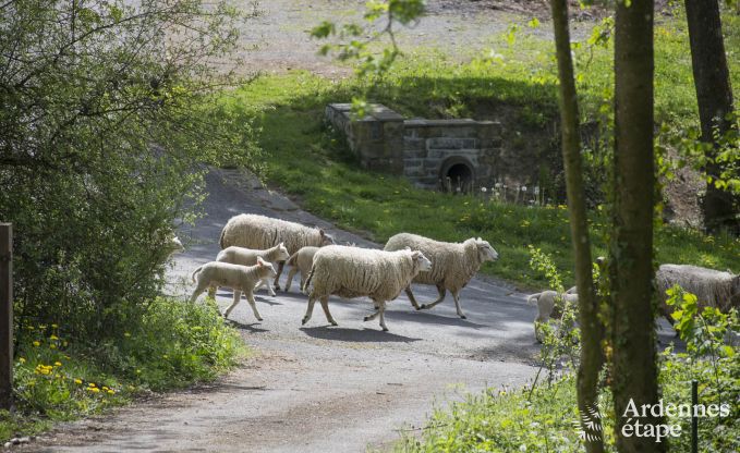 Maison de vacances  Durbuy pour 6 personnes en Ardenne