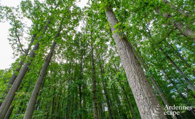 Maison de vacances � Erez�e pour 6 personnes en Ardenne