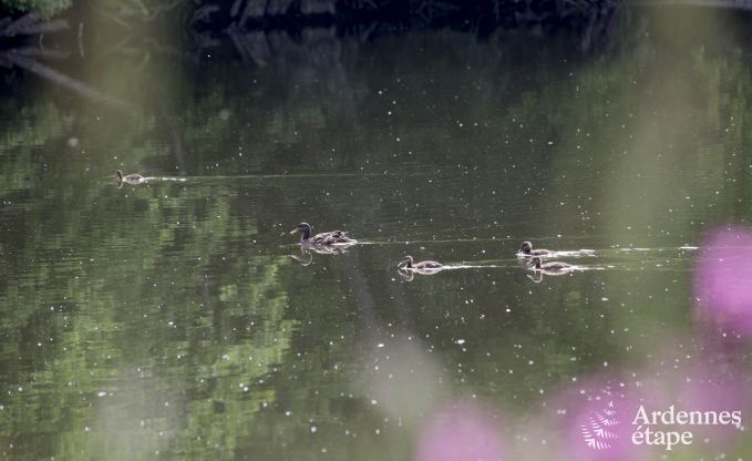 Maison de vacances  Esneux pour 12 personnes en Ardenne