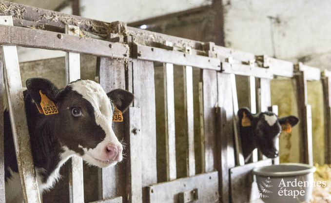 Maison de vacances  Esneux pour 12 personnes en Ardenne