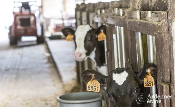 Maison de vacances  Esneux pour 12 personnes en Ardenne