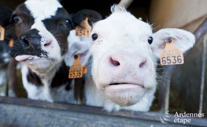 Vacances � la ferme � Faimes pour 6 personnes en Ardenne