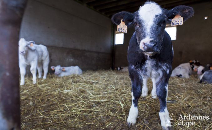 Vacances � la ferme � Faimes pour 6 personnes en Ardenne