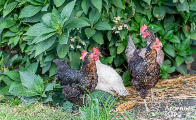 Maison de vacances � Fourons pour 10 personnes en Ardenne