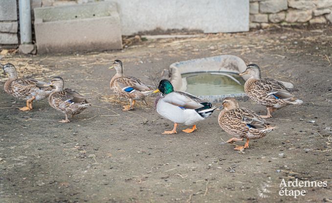 Maison de vacances  Fourons pour 10 personnes en Ardenne