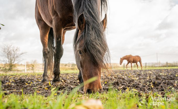 Fermette authentique avec 3 chambres et jardin privé dans un parc naturel entre Sambre et Meuse