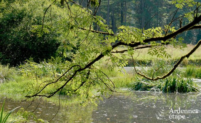 Villa de Luxe  Gedinne pour 18 personnes en Ardenne