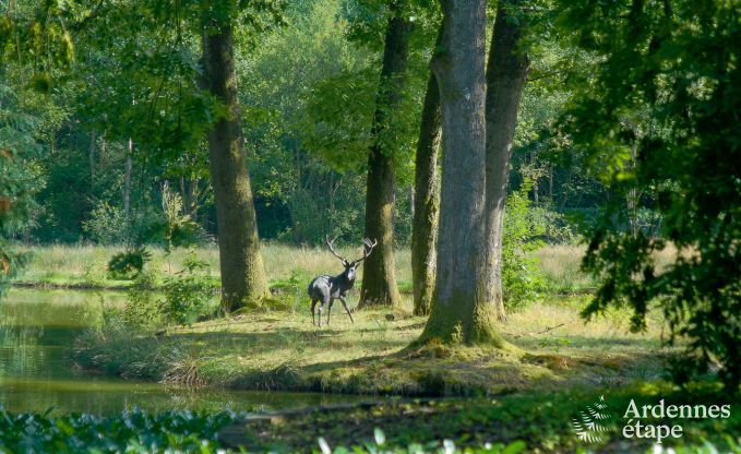 Villa de Luxe  Gedinne pour 18 personnes en Ardenne