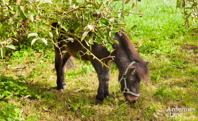 Dpendance de chteau  Gembloux pour 18 personnes