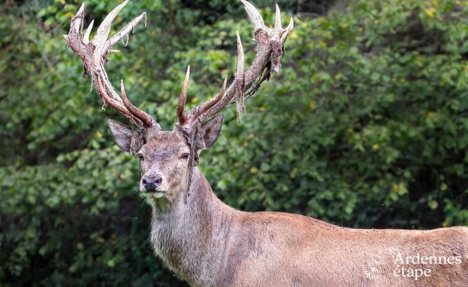 Maison de vacances  Gesves pour 8 personnes en Ardenne