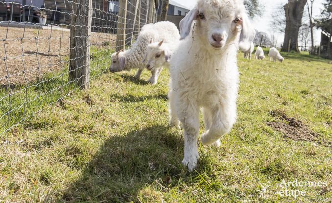 Maison de vacances � Gouvy pour 9 personnes en Ardenne