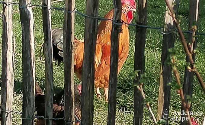 Maison de vacances  Grimbimont pour 6 personnes en Ardenne