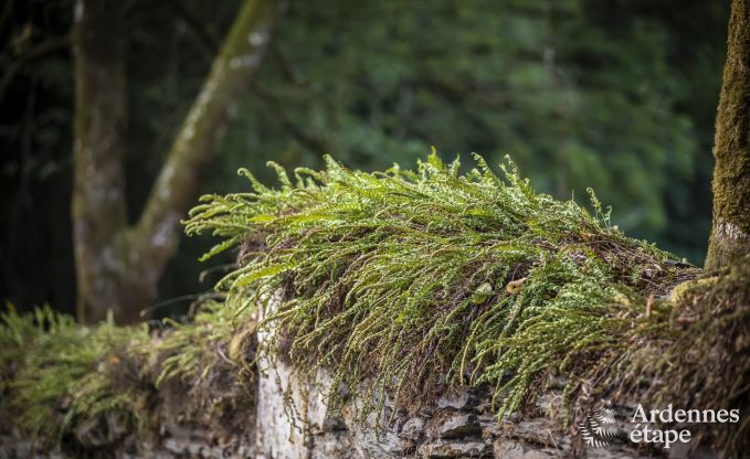 Maison de vacances � Habay pour 12 personnes en Ardenne
