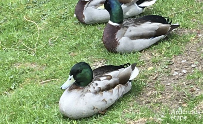 Maison de vacances � Habay pour 12 personnes en Ardenne