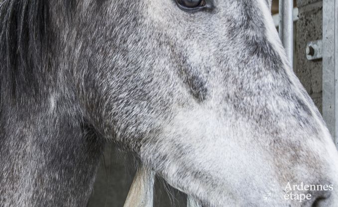 Loft � Han sur Lesse pour 7 personnes en Ardenne