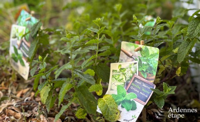 Maison de vacances conviviale � Han-sur-Lesse pour 8 personnes avec sauna et jardin � proximit� des Grottes de Han