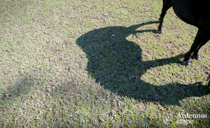 Maison de vacances � Hannut pour 21 personnes en Ardenne