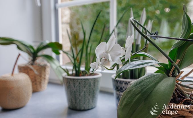 Maison de vacances  Havelange pour 6 personnes en Ardenne