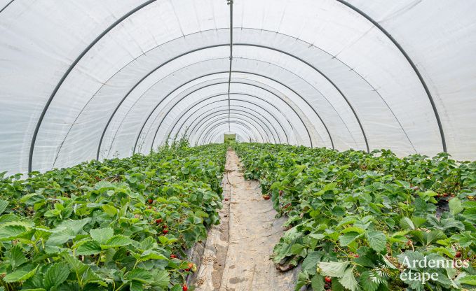 Magnifique maison de vacances pour 14 personnes  Havelange