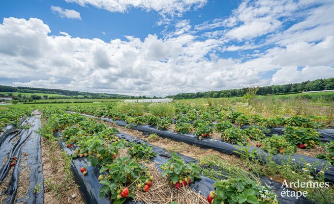 Magnifique maison de vacances pour 14 personnes  Havelange