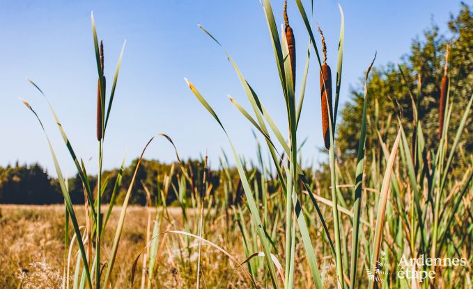 Villa de Luxe � Hockai pour 14 personnes en Ardenne