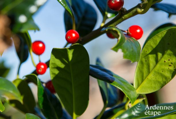 Maison de vacances  Hockai pour 4/5 personnes en Ardenne