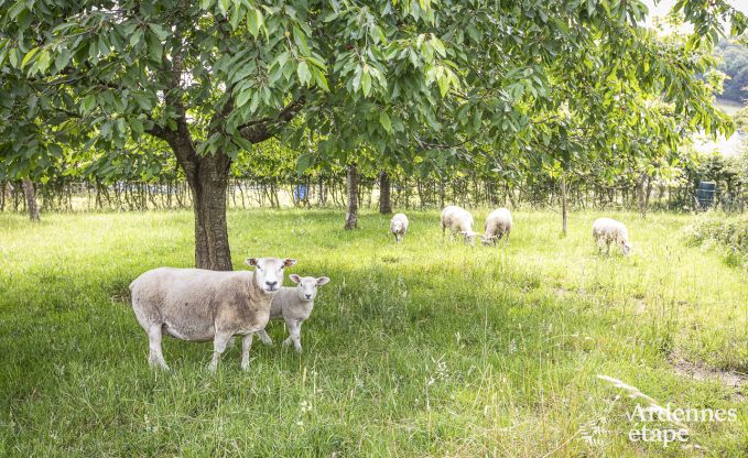 Gite de charme � Hombourg pour 12 personnes en Ardenne