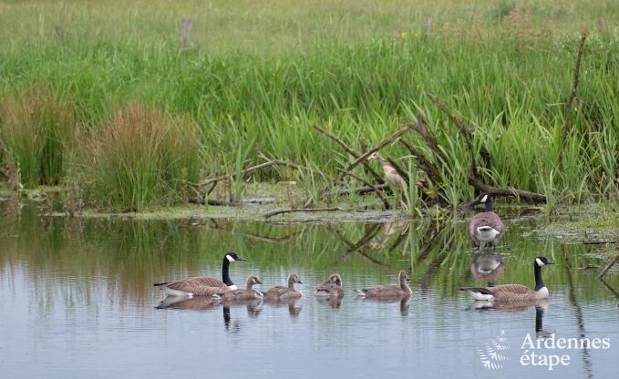 Tiny house � la r�serve naturelle Canal de Bernistap � Houffalize, Ardenne