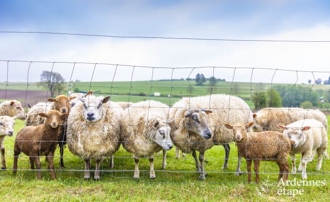 Maison de vacances  Houffalize pour 10 personnes en Ardenne