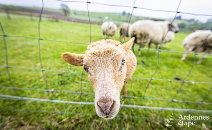 Maison de vacances  Houffalize pour 10 personnes en Ardenne
