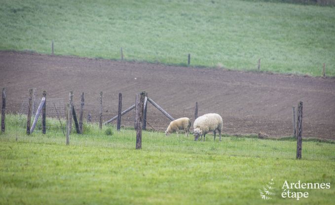 Maison de vacances  Houffalize pour 10 personnes en Ardenne