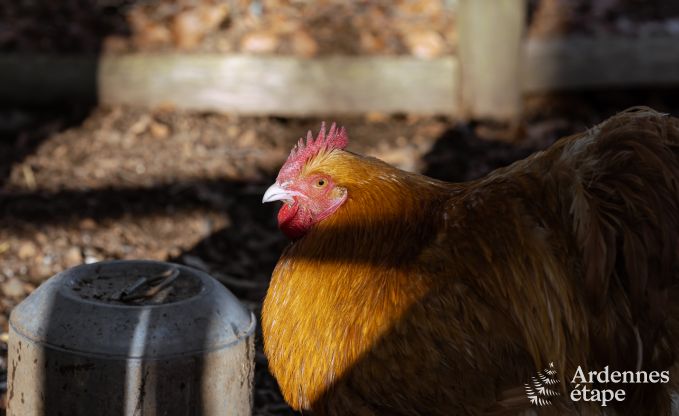 Maison de vacances � Houffalize pour 9 personnes en Ardenne