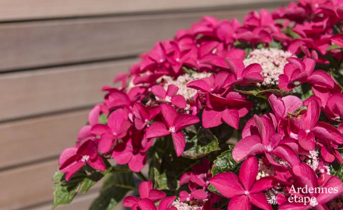 Maison de vacances � Jalhay pour 6 personnes en Ardenne