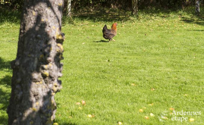 Maison de vacances � Jalhay pour 6 personnes en Ardenne