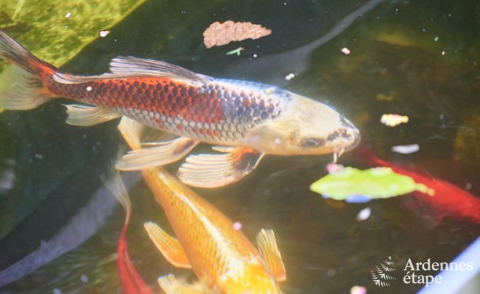 Maison de vacances  Jalhay pour 9 personnes en Ardenne