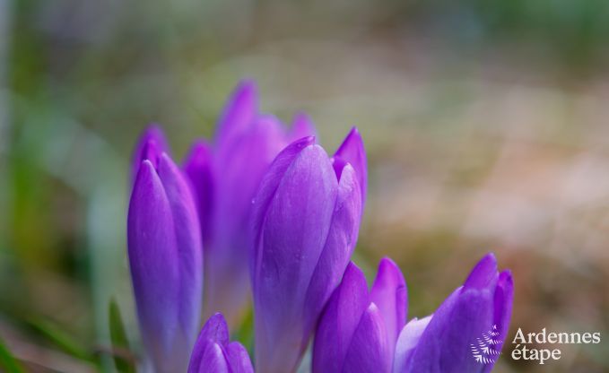 Maison de vacances � La Roche-En-Ardenne pour 2 personnes en Ardenne