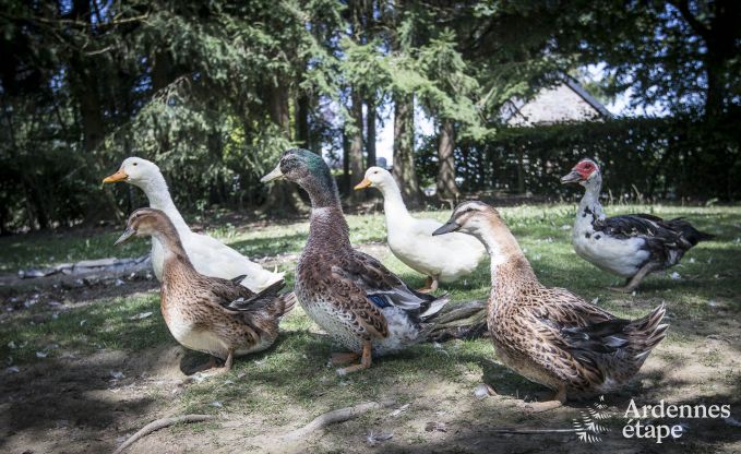 Maison de vacances � La Roche pour 11/12 personnes en Ardenne