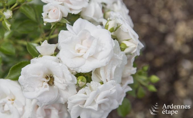 Villa de Luxe � Libin pour 18 personnes en Ardenne