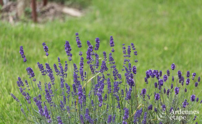 Gite de charme � Libramont-Chevigny pour 9 personnes en Ardenne