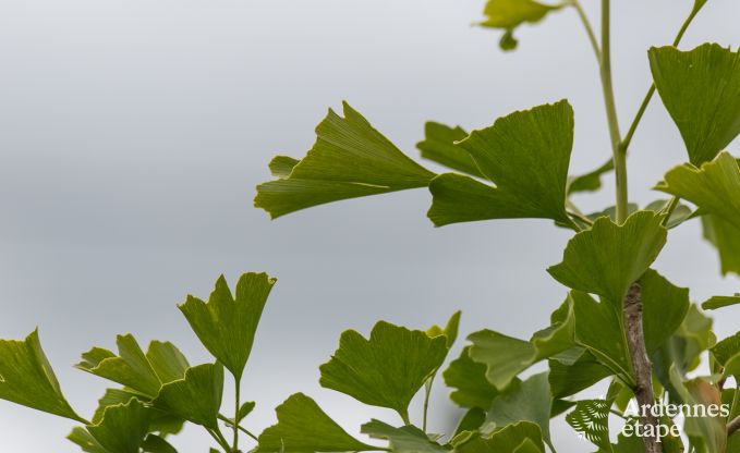 Gite de charme � Libramont-Chevigny pour 9 personnes en Ardenne