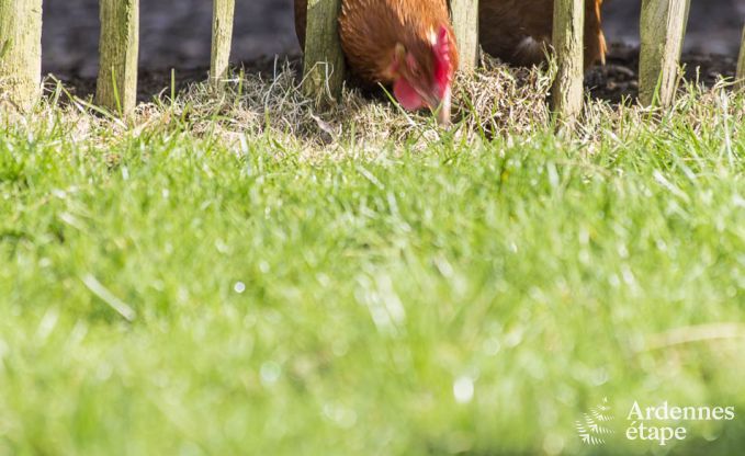 Maison de vacances � Lierneux pour 6 personnes en Ardenne