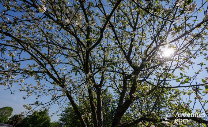 Maison de vacances � Limbourg pour 18 personnes en Ardenne
