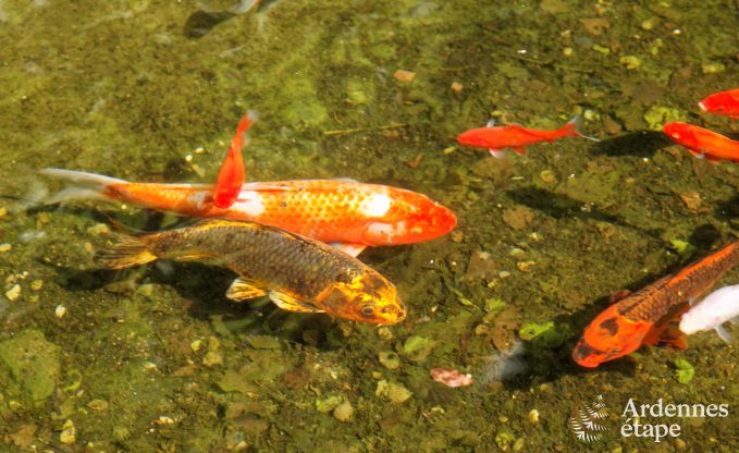 Chalet � Malmedy pour 4 personnes en Ardenne