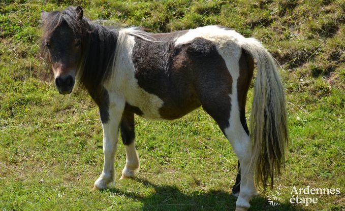 Chalet  Malmedy pour 20 personnes en Ardenne