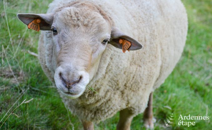 Chalet  Malmedy pour 2 personnes en Ardenne