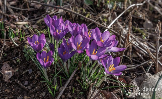 Maison de vacances � Manhay pour 2/3 personnes en Ardenne