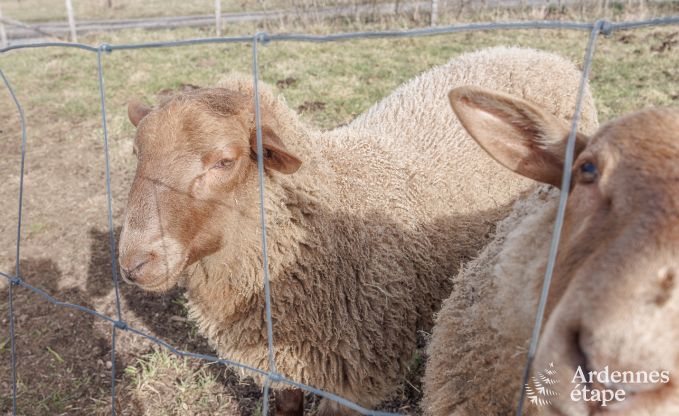 Maison de vacances � Manhay pour 2/3 personnes en Ardenne