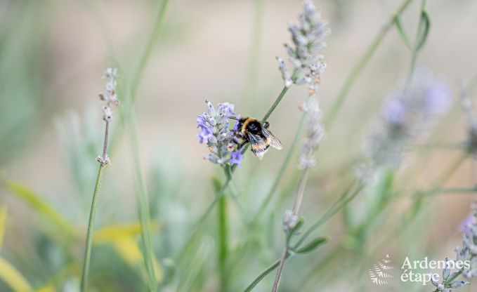Maison de vacances familiale et moderne Oster pour 4 personnes avec terrasse prive et jardin